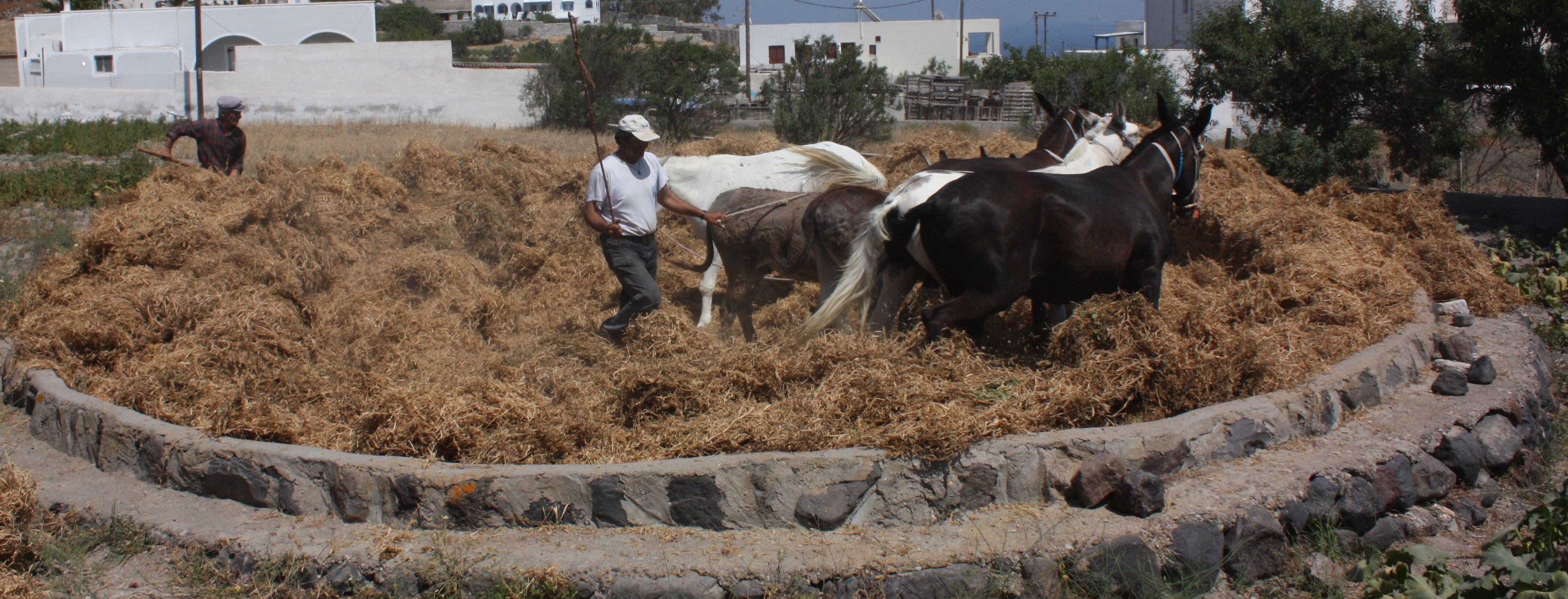 threshing, unk